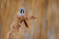 Sykorice vousata - Panurus biarmicus - Bearded Reedling o3834